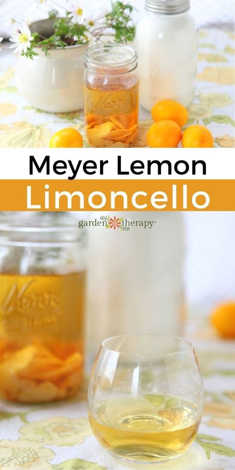 Before you discard the peels of those seasonal Meyer lemons, take a look at this recipe for Meyer limoncello. It’s sweet, aromatic, and tasty. Best of all, it’s easy to make. Start the search for some fresh Meyer lemons and don’t waste a thing by using the rinds to flavor liquor and make a delightful limoncello. #gardentherapy #citrus #cocktail #lemon #recipe #gartending Mayer Lemon Recipes, Meyer Lemonade Recipe, Myer Lemon Recipes, Lemon Cello Recipe, Lemon Peel Recipes, Lemon Cocktail Recipes, Citrus Cocktail, Meyer Lemon Recipes, Flavored Liquor