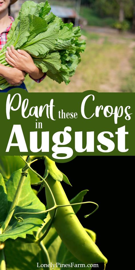 All Year Round Vegetable Garden, Late Summer Vegetables To Plant, What To Plant In August Zone 6, Late Summer Planting Guide, Autumn Flower Garden, August Garden Planting, Best Time To Plant Vegetables, August Planting, Vegetables To Plant In August