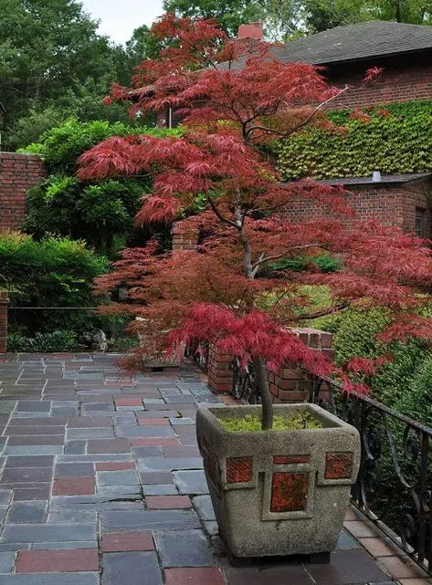 Container Garden Design, Japanese Garden Design, Japanese Maple Tree, Garden Containers, Potted Trees, Japanese Maple, Maple Tree, Container Garden, Garden Trees