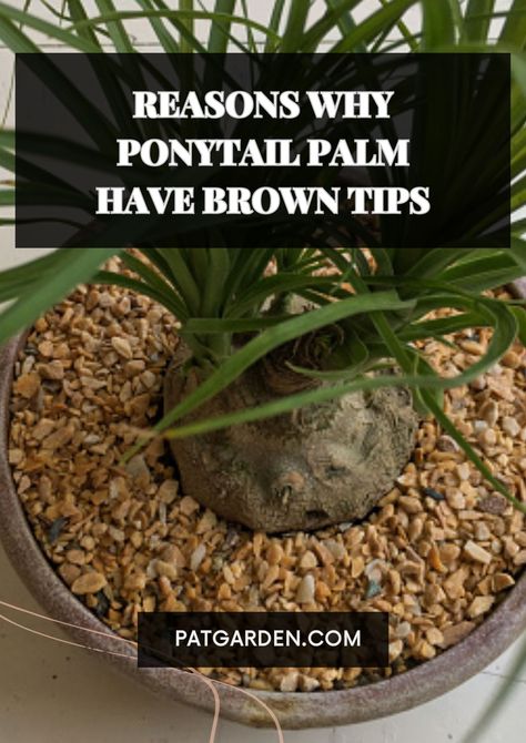 Discover the Common Causes of Brown Tips in Ponytail Palms Ponytail Plant In Pot, Ponytail Plant, Ponytail Palm Care, Ponytail Palm Tree, Indoor Cactus Plants, Ponytail Palm, Brown Tips, Plant Inspiration, Indoor Cactus