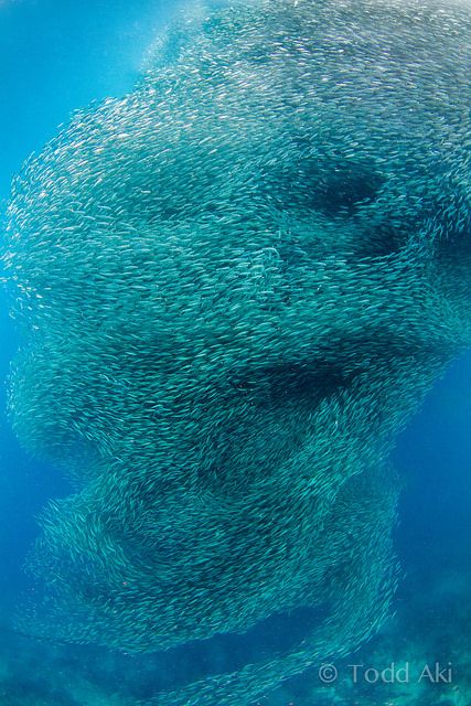 Corkscrew--swirling school of fish... Kind of looks like a skull... Life Under The Sea, Beneath The Sea, School Of Fish, Life Aquatic, Underwater Creatures, Underwater Life, Water Life, Aquatic Animals, Beautiful Ocean