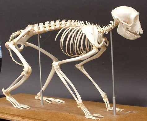 Monkey Anatomy, Animal Anatomy, Anatomy For Artists, Animation Design, Primates, Skeleton, Japanese Art, Anatomy, Bones