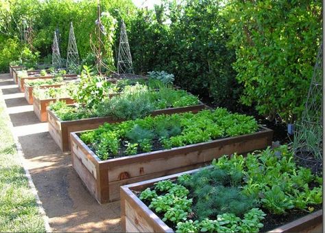 Ask the Expert: 5 Tips to Design a Beautiful Edible Garden - Gardenista Beautiful Raised Garden Beds, Garden Bed Layout, Beds Diy, Vegetable Beds Raised, Diy Garden Bed, Vegetable Garden Raised Beds, Vegetable Garden Planning, Diy Raised Garden, Backyard Vegetable Gardens