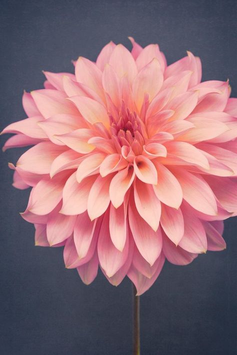 Bedroom Wall Decor, Floral Botanical Prints, Floral Decor, Dahlia Wall Art for Living Room, Tall Wal Flowers Photography Beautiful, Porch Flowers, Beautiful Flowers Photography, Flowers Photography Wallpaper, Shade Flowers, Watercolor Flowers Paintings, Floral Photography, Flower Photography, Dahlia Flower