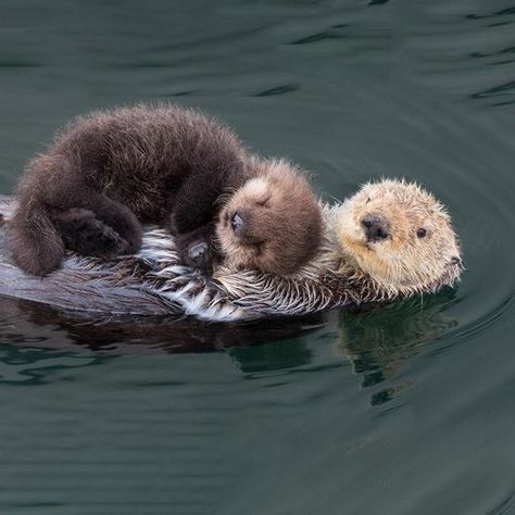 Otters Cute, Baby Otters, Pretty Animals, Silly Animals, Fluffy Animals, Cute Wild Animals, Cute Animal Photos, Cute Animal Pictures, Cute Creatures