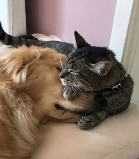 Cat And Puppy, Cat Food Recipes, Homemade Cat Food, Aesthetic Animals, Animal Hugs, Animal Aesthetic, Dog Cuddles, Tattoo Dog, Dog Aesthetic