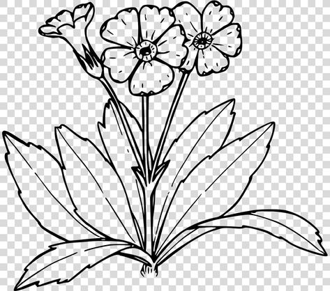 How To Draw A Primrose, Primrose Line Drawing, Primrose Flower Drawing, Primrose Drawing, Line Drawing Of Flowers, Tree Line Drawing, Spring Windows, Acrylic Cards, Drawing Of Flowers