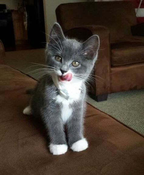 Grey Cat Breeds, Grey And White Kitten, Grey Tuxedo, Grey Kitten, White Kitten, Cute Little Kittens, Gorgeous Cats, Kitten Pictures, Tuxedo Cat