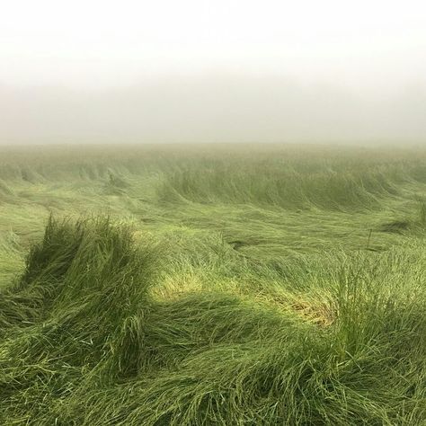 Foggy Day, Foto Art, Grand Art, The Grass, Nature Aesthetic, Pretty Places, Green Aesthetic, Mother Earth, Pretty Pictures