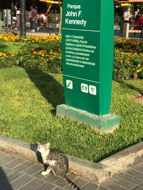 Lima Miraflores, Cute Kitty, Lima Peru, Foto Ideas Instagram, Quito, Peru, Selfies