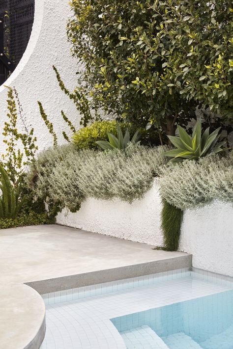 Modern swimming pool design with raised planter boxes Palm Springs Garden, Flack Studio, Modern Coastal Home, Brighton Houses, Coastal Gardens, The Local Project, Small Pool, Landscape Materials, Swimming Pool Designs