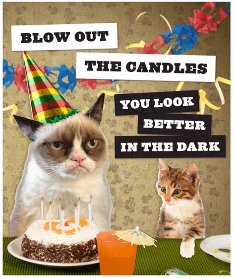 Happy 2nd birthday, Grumpy Cat! Grumpy Cat Birthday, Birthday Meme Funny, Happy Birthday Animals, Funny Happy Birthday Meme, Humor Birthday, Funny Birthday Meme, Birthday Greetings Funny, Birthday Wishes Funny, Grumpy Cat Humor