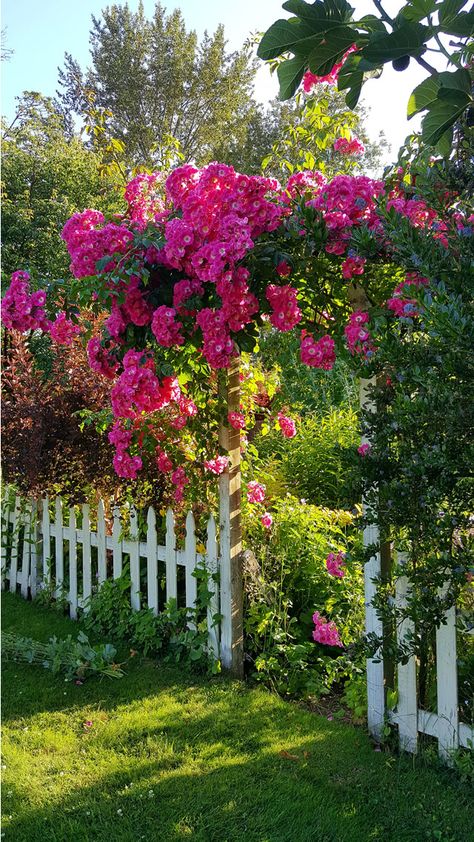 Beautiful Gardens Magical, Flower Garden Pictures, Diy Garden Landscaping, Beautiful Gardens Landscape, Backyard Flowers Garden, Backyard Flowers, White Picket Fence, Fine Gardening, Flower Landscape