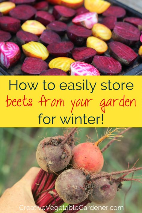 text: how to easily store beets from your garden for winter, photos: colorful cut beets on a pan, hand holding freshly harvested beets Preserving Beets, Preserve Beets, How To Store Beets, Growing Winter Vegetables, Preserving Vegetables, Food Preserving, Winter Veggies, Winter Gardening, Vegetable Garden Tips