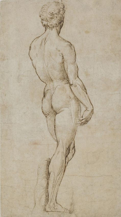 Raphael: The Drawings | Christie's Male Figure Drawing, Rennaissance Art, Drawing Examples, Master Drawing, Human Figure Drawing, Human Anatomy Art, Anatomy For Artists, Drawing Studies, Figure Sketching