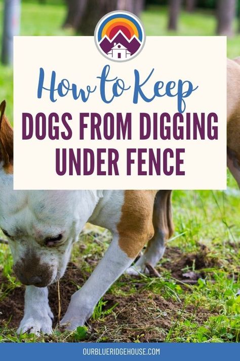 Keep Dogs From Digging, Different Dog Breeds, Different Dogs, Blue Ridge Mountains, Dog Behavior, Dog Training Tips, Dog Supplies, Blue Ridge, House Designs Exterior