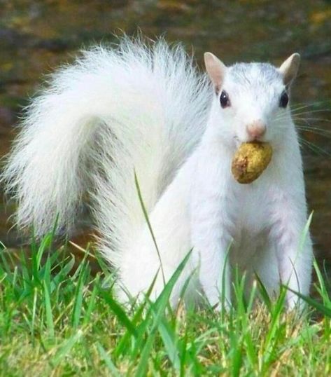 Albino Squirrel, Rare Albino Animals, White Squirrel, Regnul Animal, Albino Animals, Cute Squirrel, Unusual Animals, Rare Animals, Amazing Animals