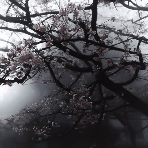 Japan Dark Aesthetic, Aesthetic Scaramouche, Scaramouche Aesthetic, Miya Core, Dark Paradise, Nothing But Flowers, Pretty Landscapes, Japan Aesthetic, Gray Aesthetic