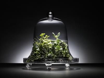 What Plants Go Under a Glass Cloche? - READ THIS SITE FOR LOTS OF INFORMATION. Closed Terrarium Plants, Closed Terrarium, Orchid Terrarium, Growing Vegetables Indoors, Build A Terrarium, Garden Cloche, Terrarium Wedding, Small Terrarium, Portable Garden