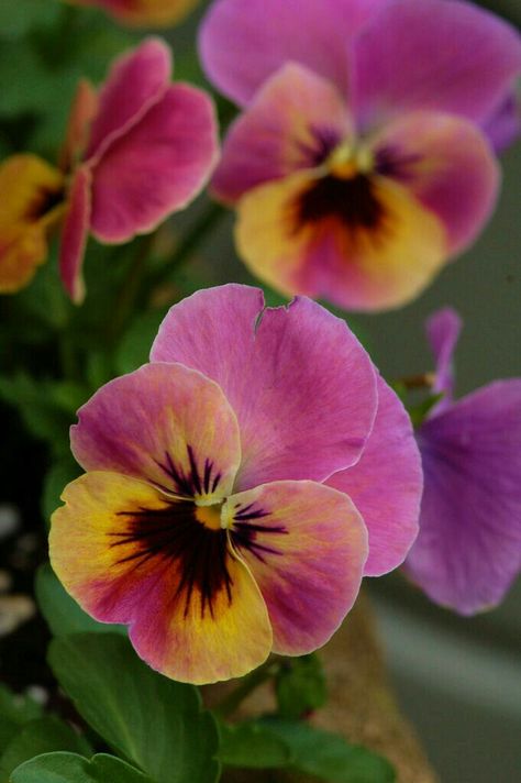 Pansy Tattoos, Lilium Flower, Pansies Flowers, Yellow And Purple, Rare Flowers, Purple And Yellow, African Violets, Arte Floral, Exotic Flowers