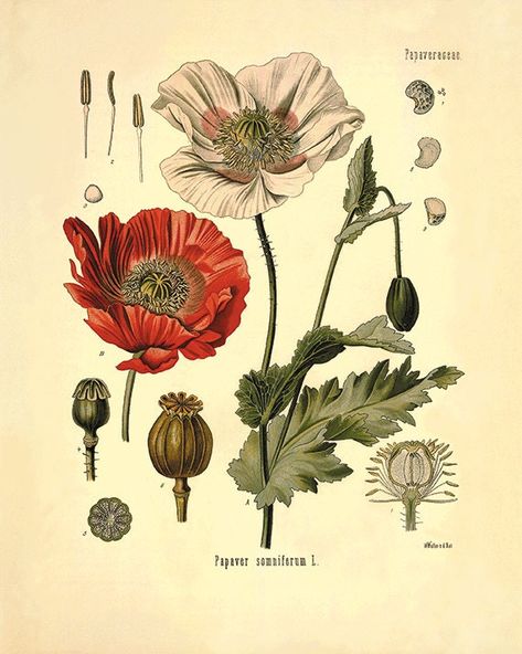 Antique Botanical Print, Plant Art Print, Poppy Art, Illustration Botanique, Look Retro, Art Antique, Victorian Art, Flower Prints Art, Plant Print