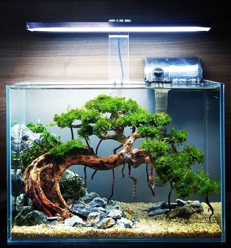 Tank Aquariums, Aquascape Ideas, Tanaman Air, Wabi Kusa, Fish Aquarium Decorations, Freshwater Aquarium Plants, Taman Air, Fish Tank Terrarium, Diy Fish Tank