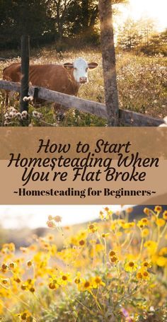 Things You Need For Homesteading, 3acre Homestead Layout, Homestead On An Acre, In Town Homesteading, Homesteading In Florida, Farm Journal Ideas, 1 Acre Homestead Layout Small Farm, Half Acre Homestead Layout, Profitable Homestead