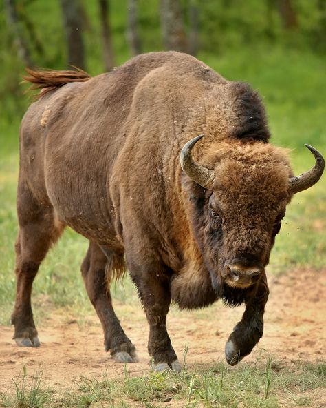 The size and shape of bison horns can give them a formidable appearance, creating an image of strength and aggression. These horns are used for defense against predators and during mating rituals. 🦬 #wayofthebison #bisonfan #bison #yellowstonenationalpark Bison Reference, Tattoo Bull Skull, Nature Wallpapers Aesthetic, Tattoo Bull, Aesthetic Wildlife, Bison Meatballs, Bison Tattoo, Bison Photography, European Bison