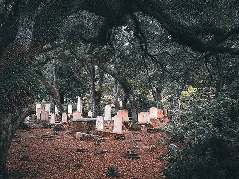 Gravestones and live oak trees in the Olde Burying Ground, Beaufort. Outer Banks, North Carolina American Roadtrip, Beaufort Nc, Novel Inspiration, Outer Banks North Carolina, Live Oak Trees, Oak Trees, Autumn Scenes, Live Oak, Gothic Horror