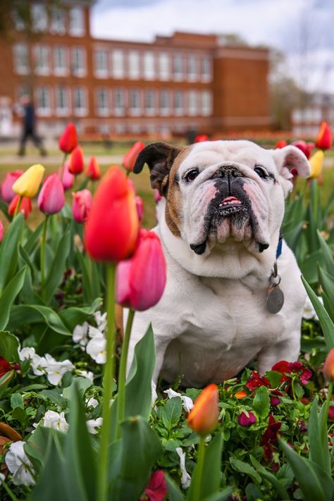 Tech XXII, Louisiana Tech's live bulldog mascot, sits in the middle of pink, orange, and yellow tulips. Tech Aesthetic, Louisiana Tech, College Decor, Dream College, Life Aesthetic, Spring Tulips, Louisiana, Quad, French Bulldog