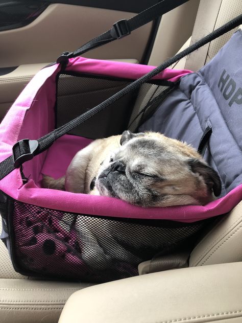 Pug Napping in Doggy Car Seat Berkeley-Quinn 🐾🐾 Pug Accessories, Baby Pugs, House And Home, Chihuahua Puppies, Cute Pugs, Puppies Funny, Pug Love, Pug Life, In The Car