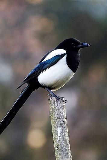 The magpie - a striking bird which not many warm to - Independent.ie Common Crow, Eurasian Magpie, Irish Garden, Greenfinch, Bird Identification, Bird Calls, Dark Wings, Common Birds, Jackdaw