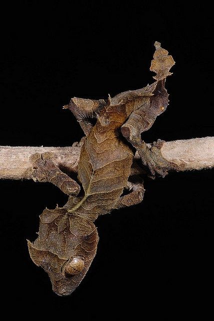 Leaf gecko Akhal-teke, Reptile Cage, Cute Reptiles, Terraria, Reptiles Pet, Komodo, Pet Hacks, Weird Creatures, Reptiles And Amphibians