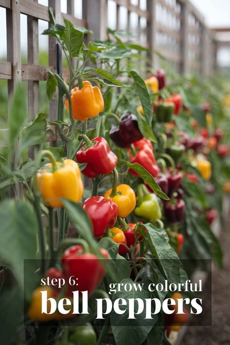 Add Color with Homegrown Bell Peppers Bell Pepper Trellis, Growing Red Bell Peppers, Bell Peppers Growing, Bell Pepper Growing, Pepper Growing, Best Vegetables To Grow, Bell Pepper Plant, Growing Bell Peppers, Best Vegetables