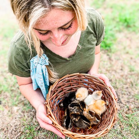 Chickens | The Roosting Place Cuckoo Maran, Buff Orpington, Easter Eggers, Day Old Chicks, Chicken Base, Backyard Flocks, Fawn Colour, Egg Production, Brown Eggs