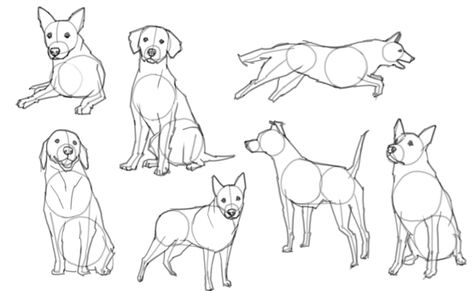 Dog Body Base Drawing, Dogs Drawing Reference, Dog Drawing Poses, Person And Dog Drawing Base, How To Draw Pets, Poses With Dogs Drawing, Dog Art Tutorial, Dog Body Reference, Drawing Dog Tutorial