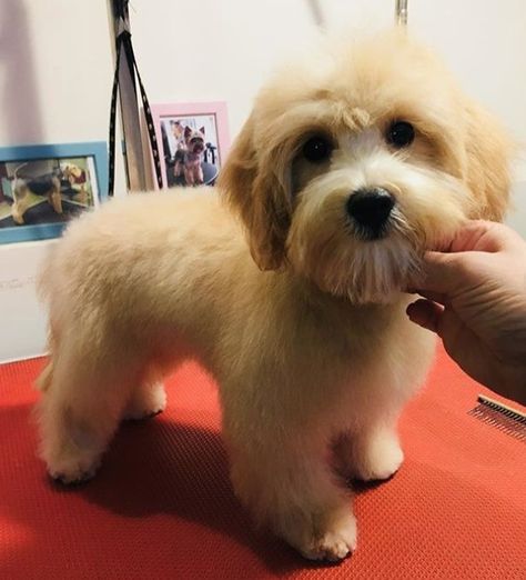 Haircut For Maltipoo, Cute Maltipoo Haircut, Havanese Haircuts Teddy Bears, Malshipoo Haircuts, Maltese Puppy Haircut, Black Maltipoo Haircut Styles, Teddy Bear Cut Maltipoo, Maltese Poodle Haircut, Maltese Dogs Haircuts Teddy Bears