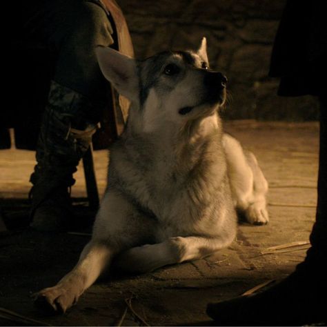 greywind (robb stark's direwolf) screencap & pfp ; game of thrones - season 1, episode 8 'the pointy end' Greywind Game Of Thrones, Robb Stark Aesthetic, Game Of Thrones Aesthetic, Stark Direwolf, Stark Aesthetic, Game Of Thrones Episodes, Robb Stark, Dire Wolf, A Song Of Ice And Fire