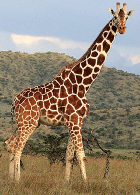 Giraffe Images, Giraffe Pictures, Giraffe Art, A Giraffe, Cute Giraffe, African Wildlife, African Animals, Giraffes, Animal Planet