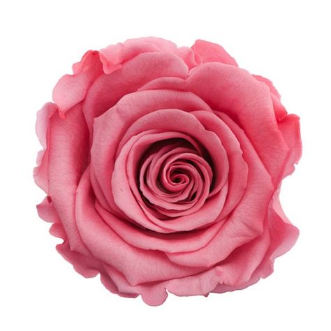 Pink Rose Png, Fairycore Wallpaper, Rosé Png, Flowery Wallpaper, Texture Inspiration, Flower Art Images, Floral Shop, Beautiful Rose Flowers, Single Flower