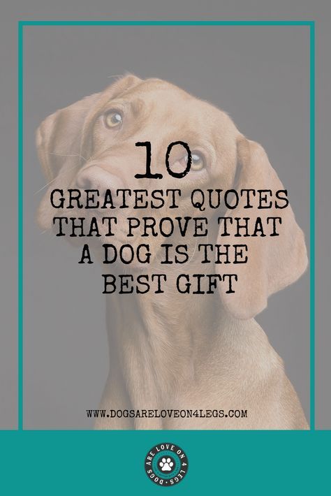 Dog Birthday Quotes, Companion Quotes, Dog Love Quotes, Dog Quotes Inspirational, Funny Quotes Life, Short Dog Quotes, Working Dog Breeds, Old Dog Quotes, Save Me Quotes