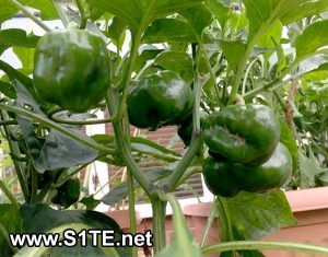 how to #grow #growing #sweet  #peppers in containers or pots Growing Bell Peppers, Hot Pepper Seeds, Flax Flowers, Capsicum Annuum, Red Bell Peppers, Potato Vines, Sweet Peppers, Green Peppers, Garden Wallpaper