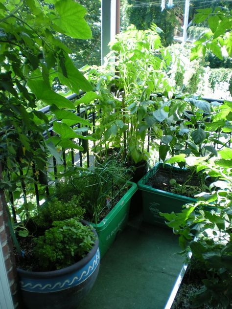 Make a garden on your balcony - great tutorial for beginners - from what soil to use, to how to set up your garden for best sunlight, to which plants need what. Apartment Balcony Garden, Small Balcony Garden, Balcony Plants, Meteor Garden 2018, Food Garden, Apartment Garden, Garden Cottage, Edible Garden, Balcony Garden