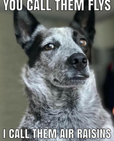 Cattle Dog Quotes, Blue Healer, Aussie Cattle Dog, Austrailian Cattle Dog, Heeler Dogs, Cattle Dogs Rule, Blue Heeler Dogs, Blue Heelers, Animal Humour