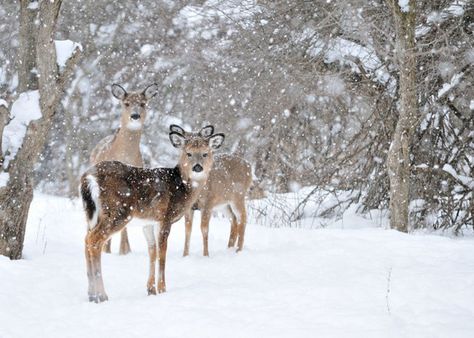 Doe-Eyed at the Snow Credit: Bruce MacQueen | shutterstock  Three whitetail deer doe photographed standing in the woods during a winter snowfall. These deer are found throughout most of the continental United States. White-tailed deer have differing "coats" depending on the season. During the summer, they sport short, rust-colored coat hairs, and during the winter, they grow a longer, thicker, gray-brown coat that provides insulation against the harsh weather. Snow Animals, Deer Doe, Snow Forest, Winter Animals, Whitetail Deer, Winter Wonder, Folk Music, Winter Scenes, The Snow