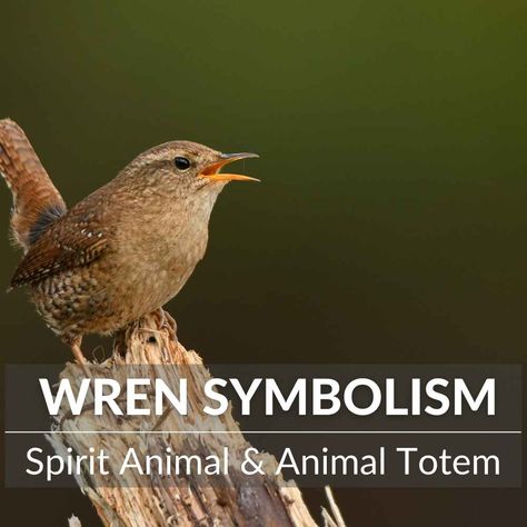 Wren Spiritual Meaning, Wren Symbolism, Bird Symbolism Meaning, Bird Symbolism, Animal Meanings, Animal Tarot, Animal Medicine, Teachable Moments, Cute Notes