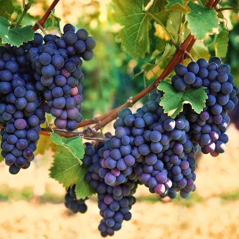 Delicious, juicy grapes can be grown in your backyard. Use this guide from The Home Depot to learn how to grow grapes for their fruit or as ornamental plants. Grape Vine Trellis, Grape Vine Plant, Grape Trellis, Vine Trellis, Tiny Plants, Growing Grapes, Fruit Seeds, Montepulciano, Purple Grapes