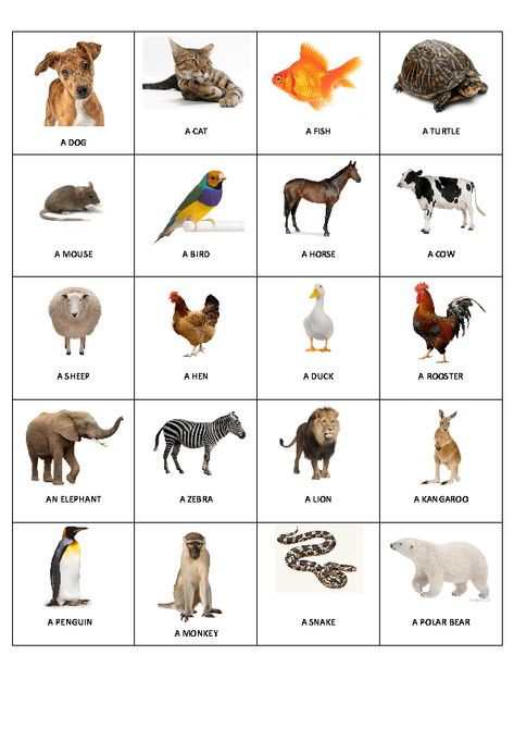 All Animals In One Picture, Animals Pictures For Kids, Animal Chart, Animal Pictures For Kids, Preschool Charts, Animals Name In English, Animal Printables, Animal Flashcards, Different Animals