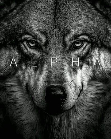 Angry Wolf, Shadow Wolf, Biker Photography, Spiritual Animal, Wolf Images, Gentleman Aesthetic, Fantasy Wolf, Alpha Wolf, Wolf Quotes