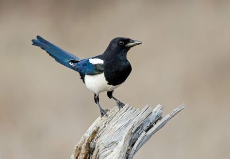 Eurasian Magpie Eurasian Magpie, Common Birds, Animal Photos, Love Illustration, Bird Garden, Small Birds, Magpie, Animal Photo, Black Bird